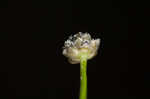 Gulf pipewort